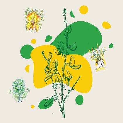 Image shows bright yellow broom flowers, celebrating Broom Day event 10 May 2026.
