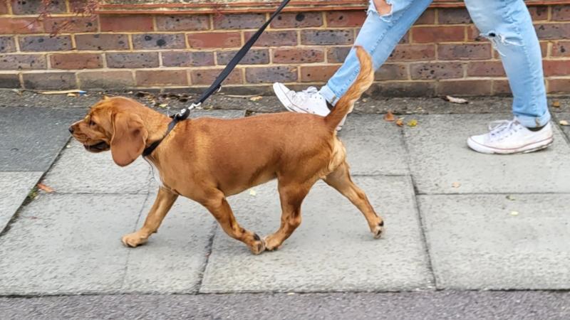 Brown dog being walked on a lead.