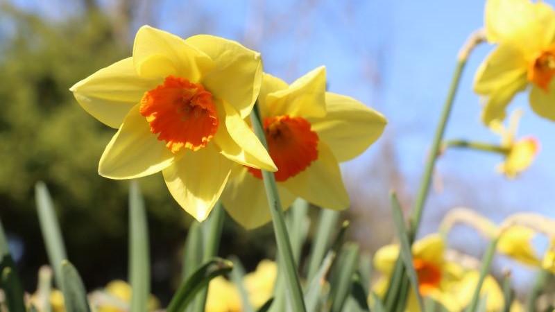 Picture of daffodils in Kelsey Park taken in March 2025.