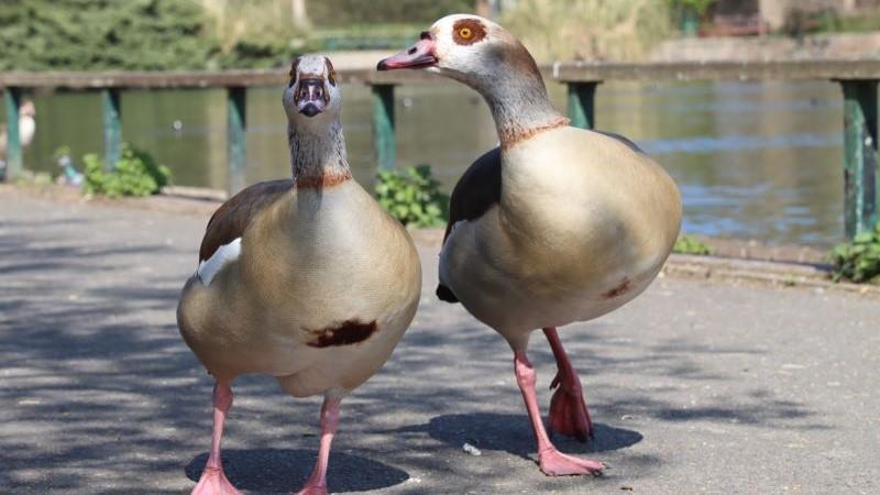 Kelsey Park lake desilting completed. Picture of Kelsey Park lake in the background with two ducks.