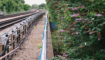 Butterflies on a purple Buddleia plant that has small and densely clustered lilac flowers. This Buddleia plant is located next to tube lines.