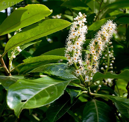 A close up of a Cherry Laurel plant.