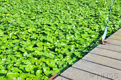 A photo of a Floating Pennywort plant.