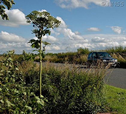 A single giant hogweed plant standing tall with its distinctive appearance. It is next to a road with a car driving past.