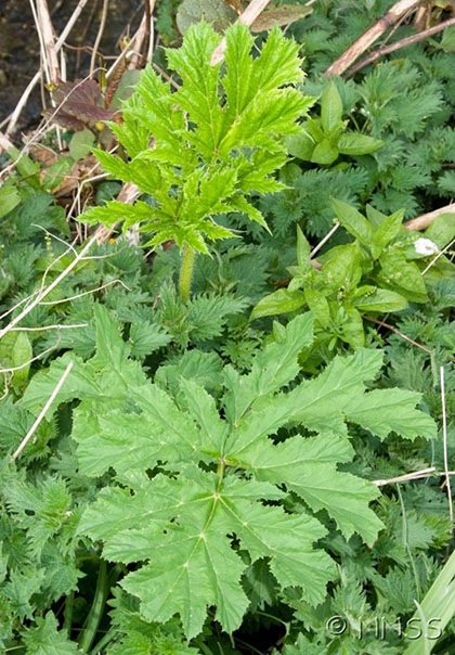 A close-up of a young giant hogweed plant with jagged leaves.