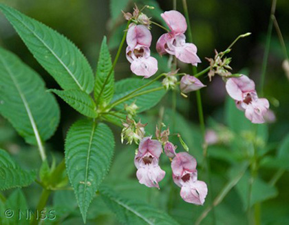 A close-up of Himalayan Balsam plant with trumpet shaped pink flowers.