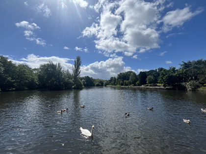 The Upper Lake, a large waterbody with wildfowl, heronry and banks lined with trees.