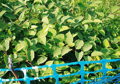 A close-up of a Japanese knotweed plant with zig-zag stems and shield shaped leaves.