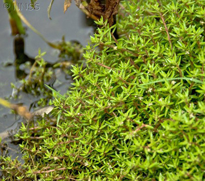 A close up of a New Zealand Pigmy Weed plant.